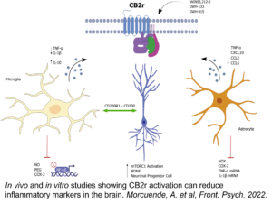 CB2.receptor.signaling.neuron.cells