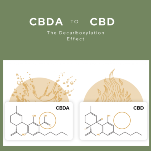 CBDA vs CBD structure differences