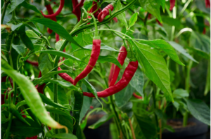 CBD Alternative chili peppers
