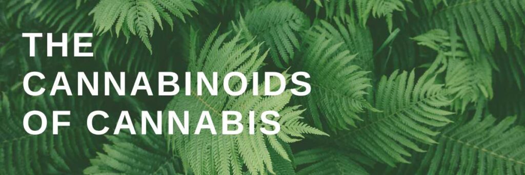 The cannabinoids of cannabis