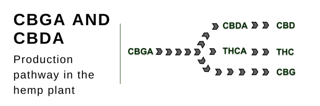 CBDA and CBGA cannabis plant