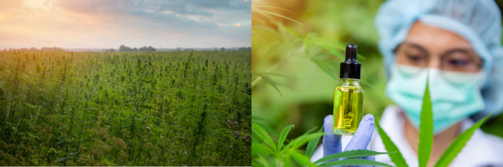Hemp Flower extract oil and field pic