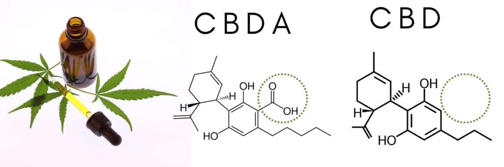 cbda vs cbd for inflammation