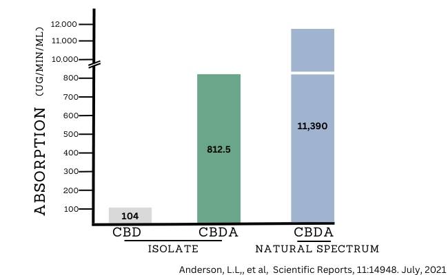 Natural Spectrum CBDA oil absorption